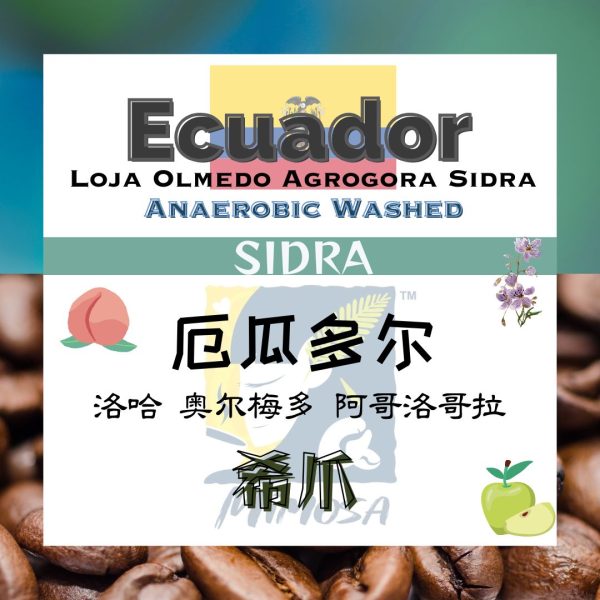 17. MIMOSA Filter Brew Coffee: ECUADOR LOJA OLMEDO AGROGORA | Sidra