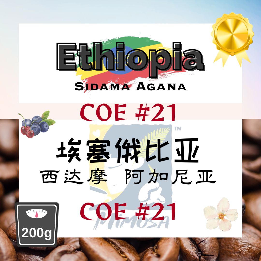 MIMOSA Filter Brew Coffee: ETHIOPIA COE #21 SIDAMO AGANA | 74158 Natural - Image 3